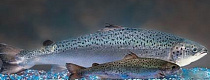 salmon aquabounty